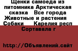 Щенки самоеда из питомника Арктическая сказка - Все города Животные и растения » Собаки   . Карелия респ.,Сортавала г.